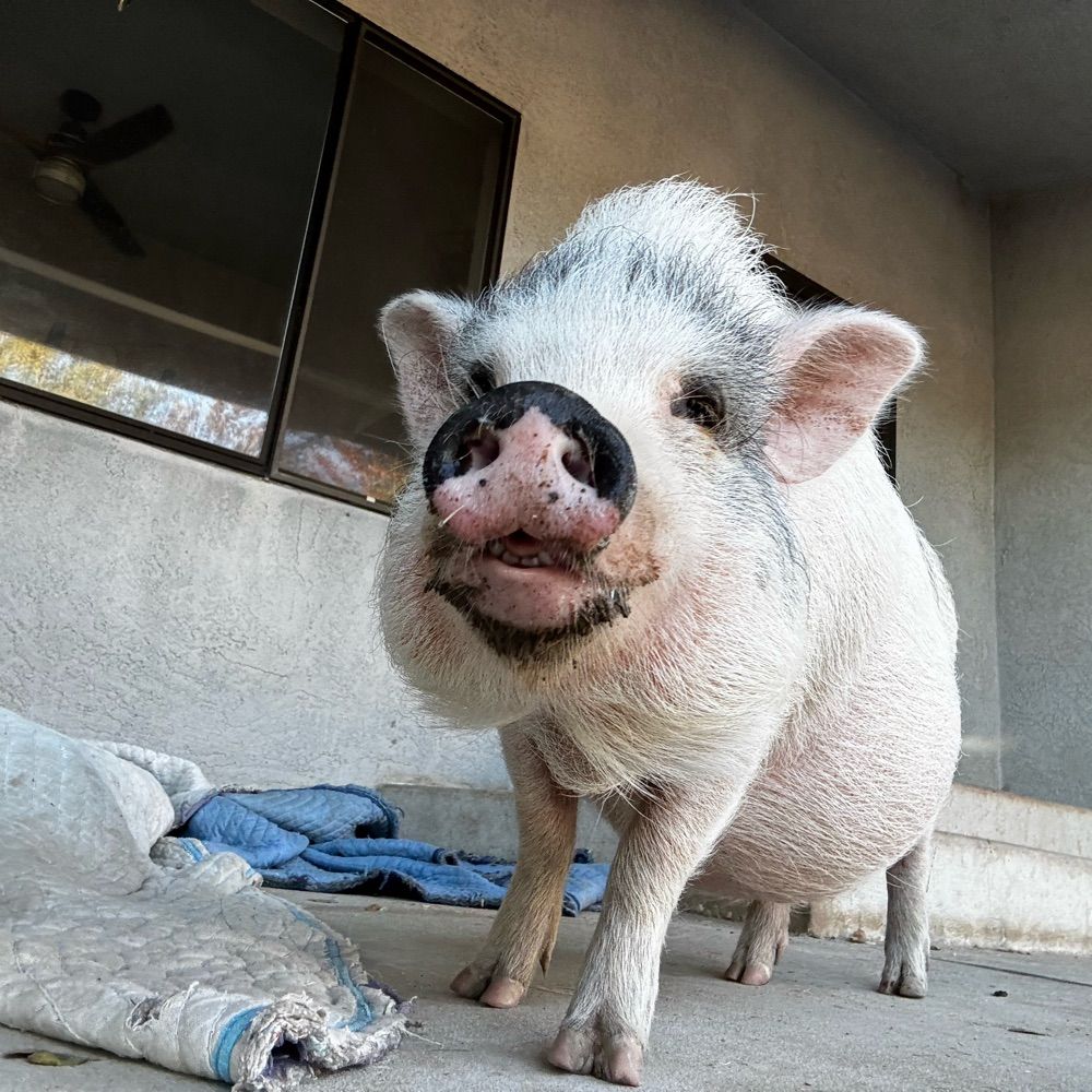 Pig Luv Co Mini Pig Rescue & Sanctuary