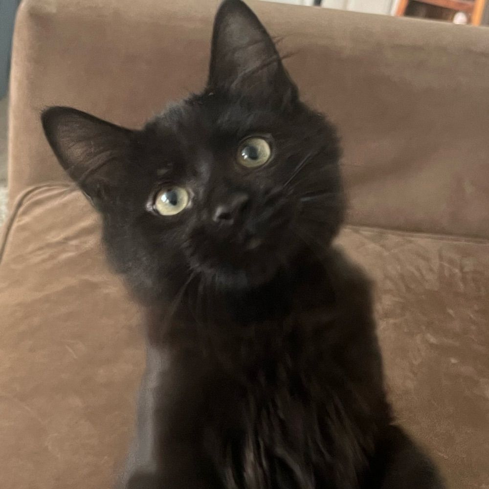 Vic