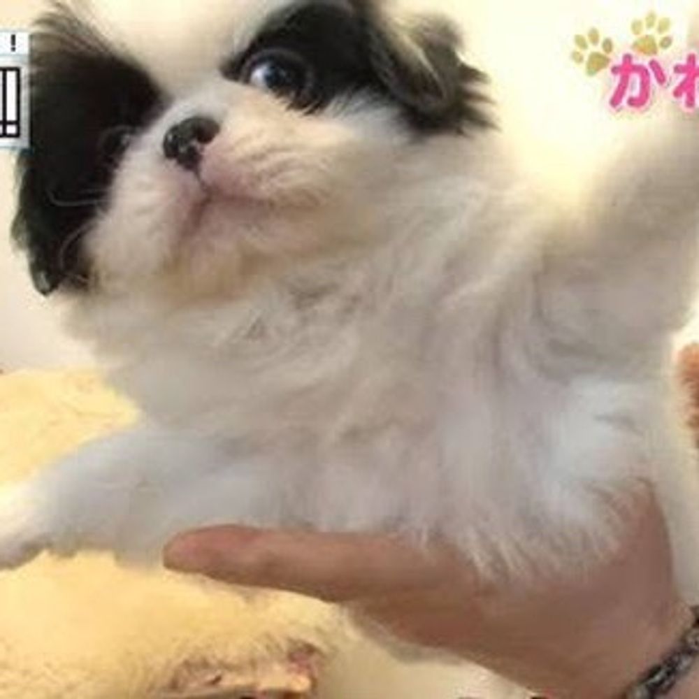 特ケバ
