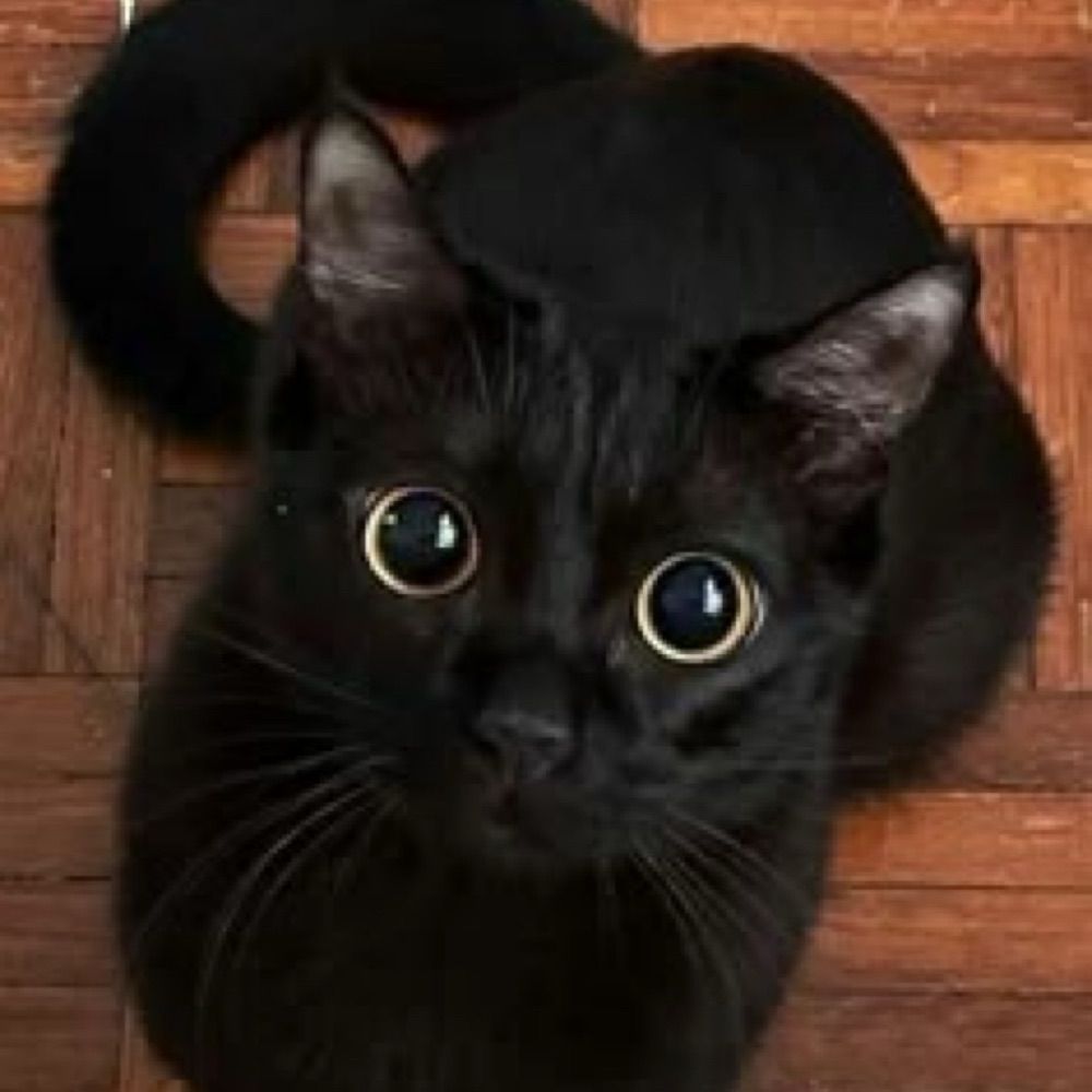 Jimbo :3