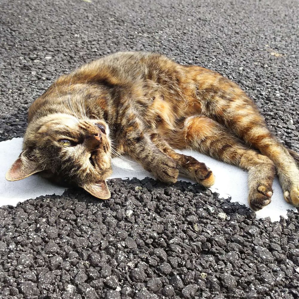 サビ猫(*ΦωΦ*)