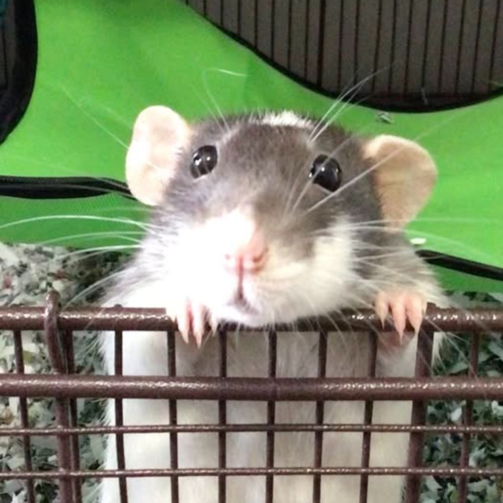 I'm raisindaroof...ok not really. It's me, Althea. 