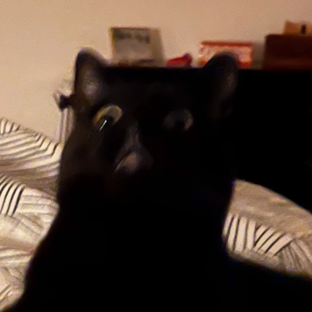 Riled Cat