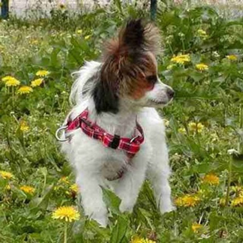chiko