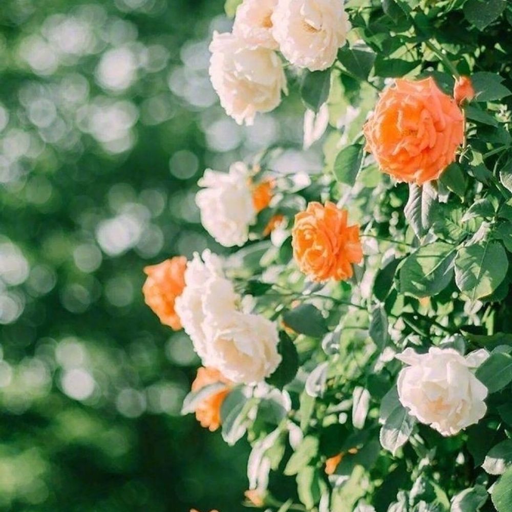 보늘보늘이오