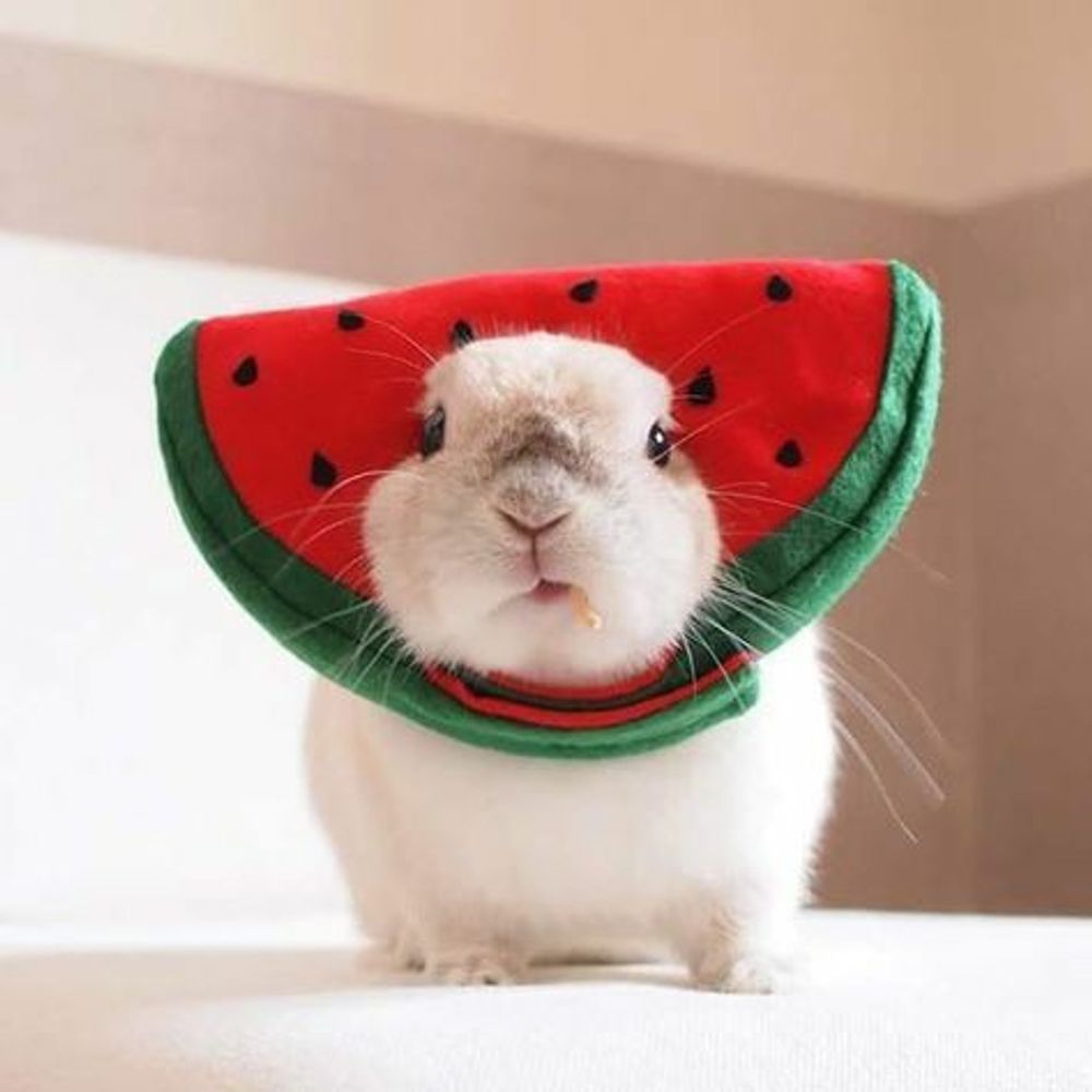 bunnies