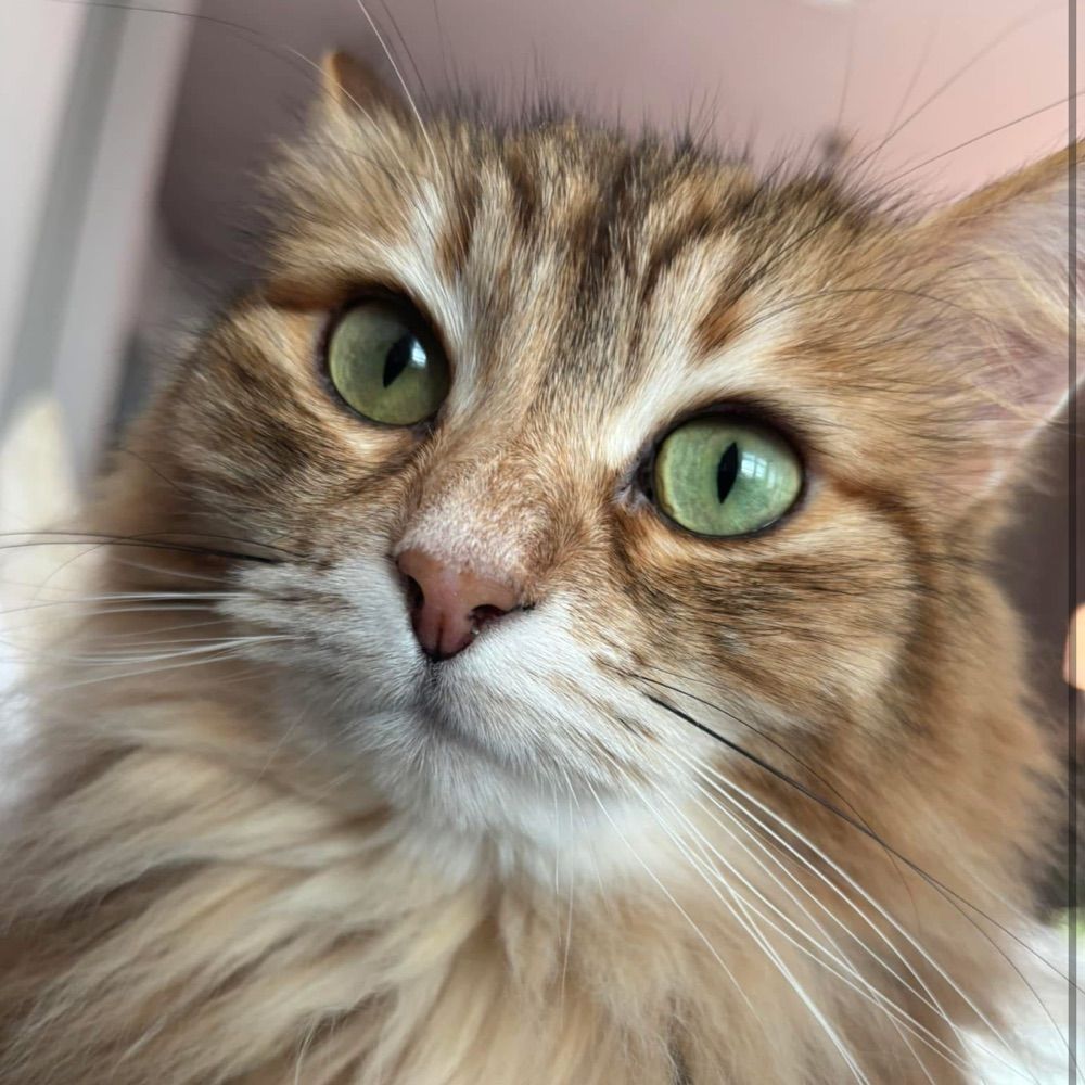 Willow