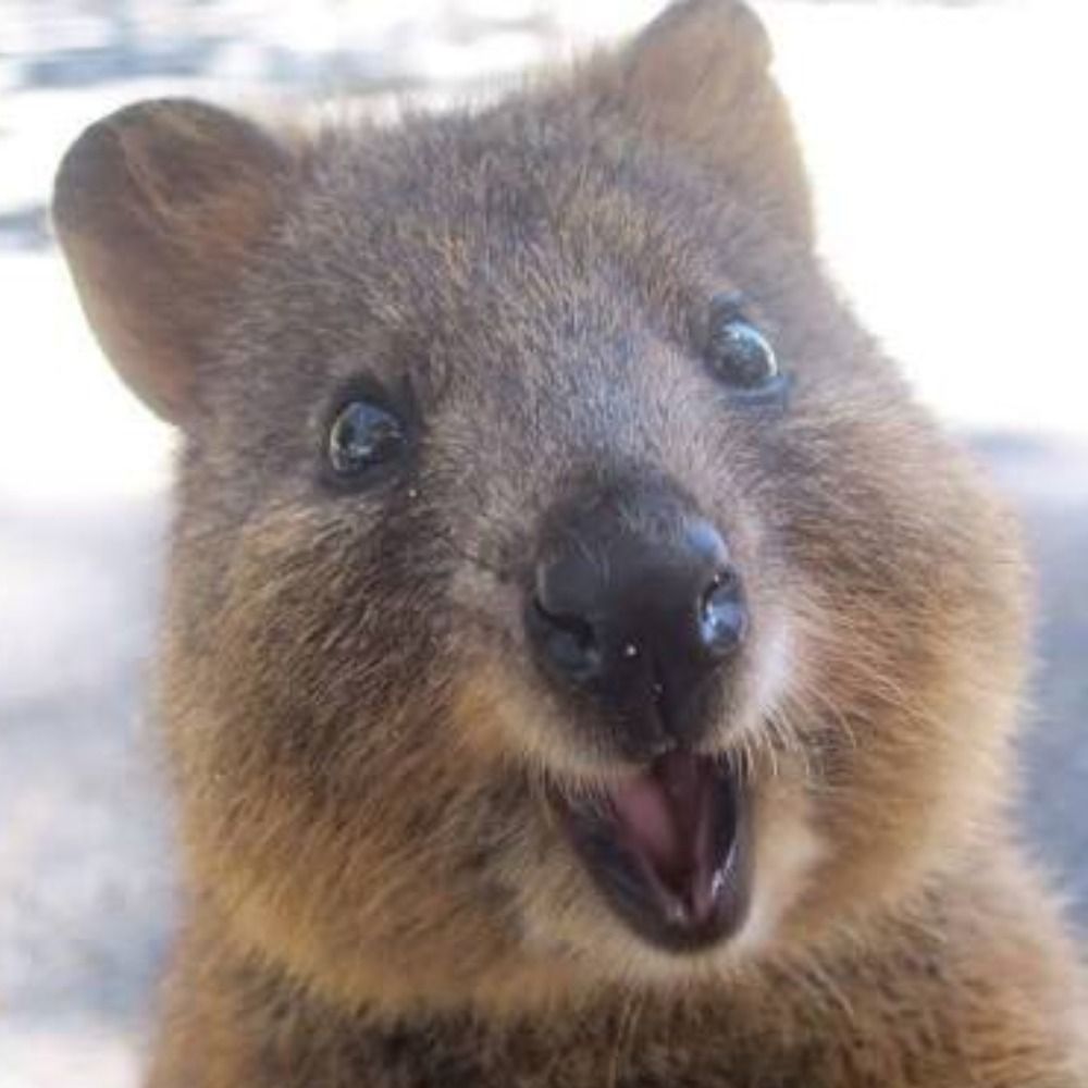 Quokka