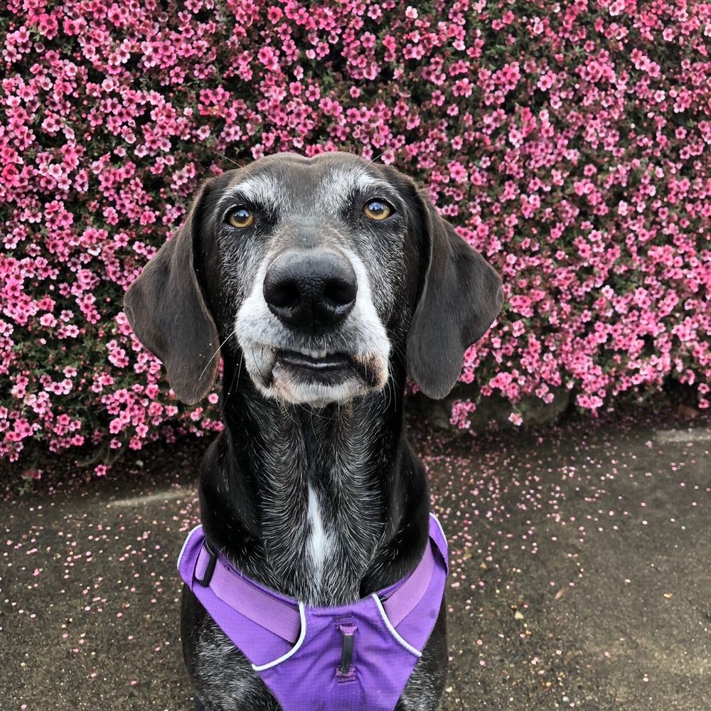 Maggie