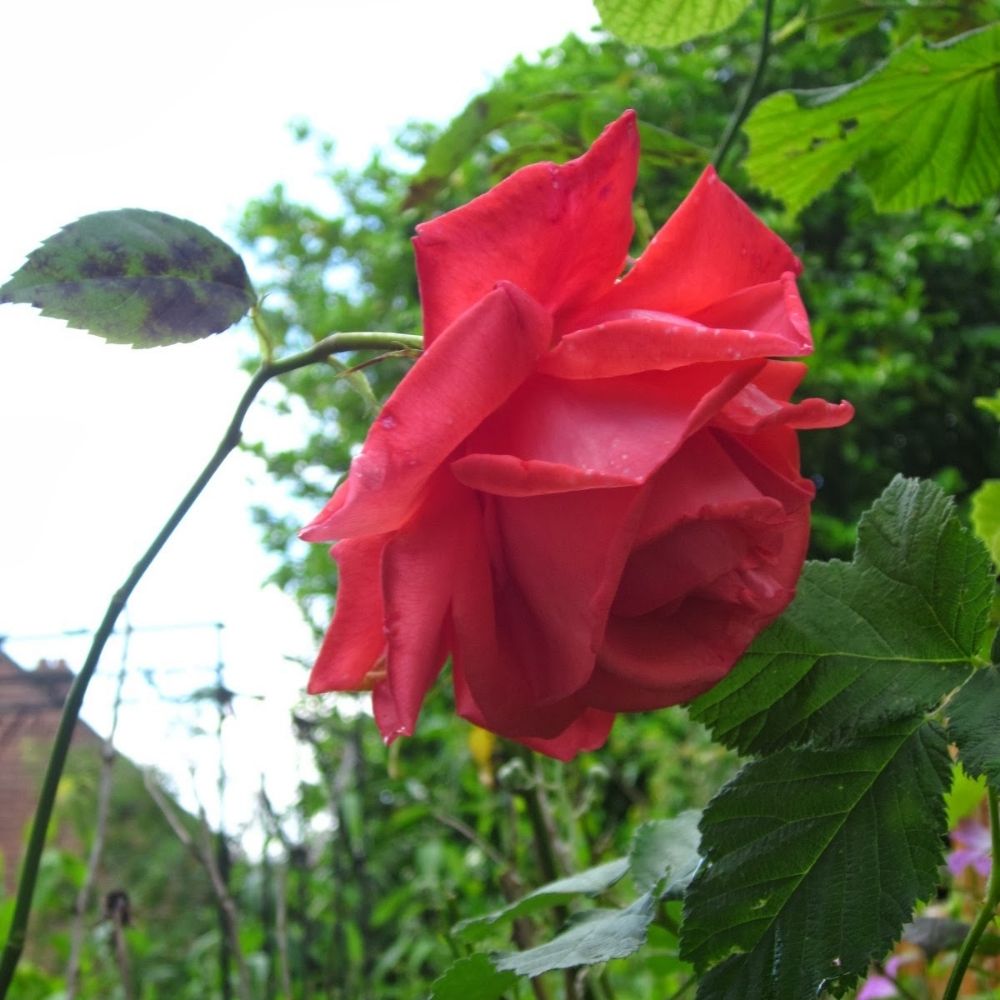 Georgia