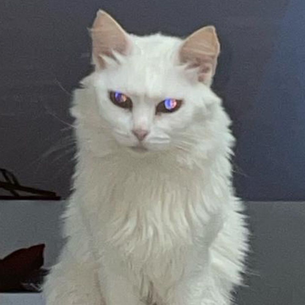 Maia