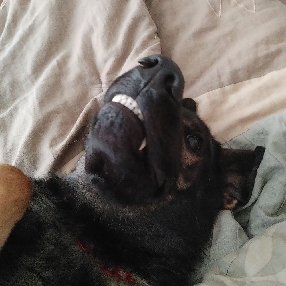A Literal Coyote