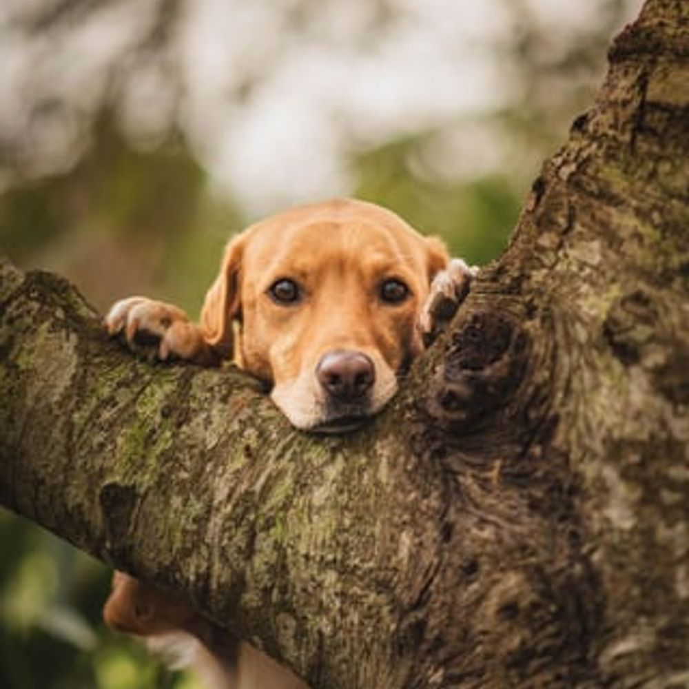 Labrador Retriever Lovers