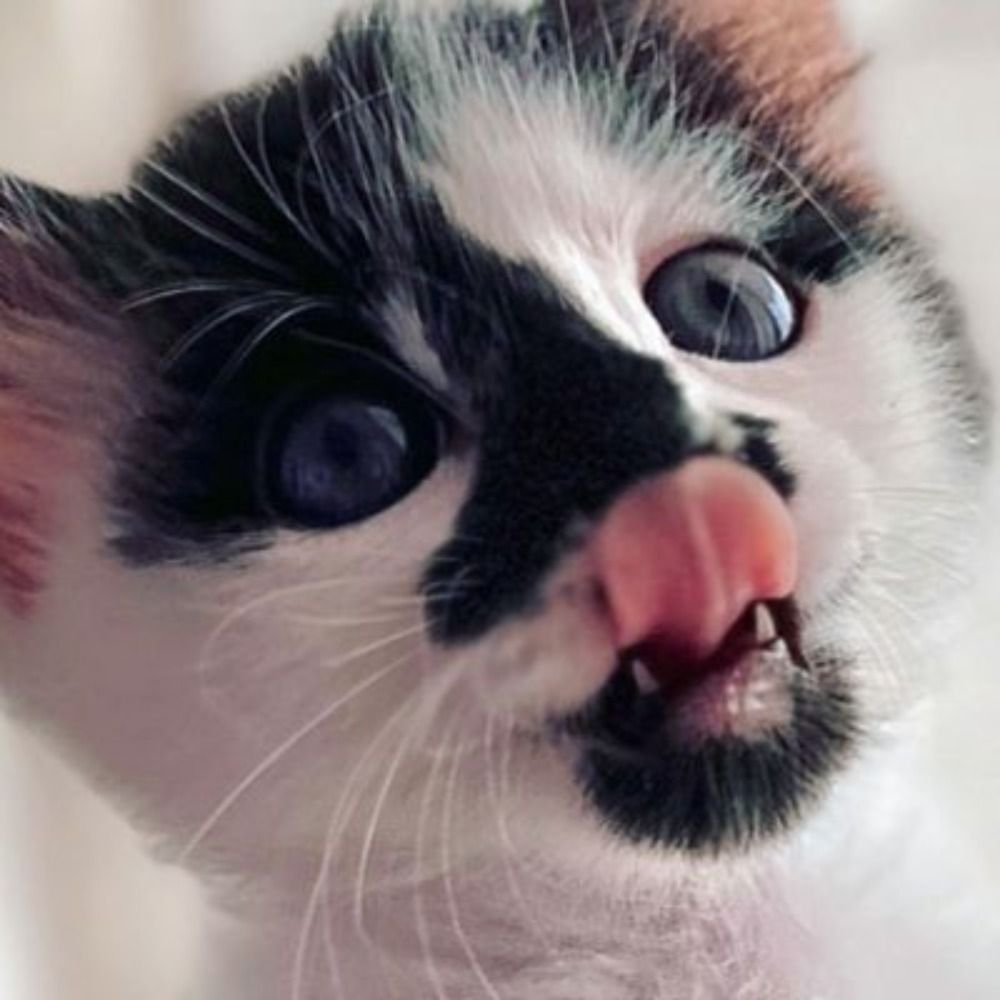 Semka The Kitty