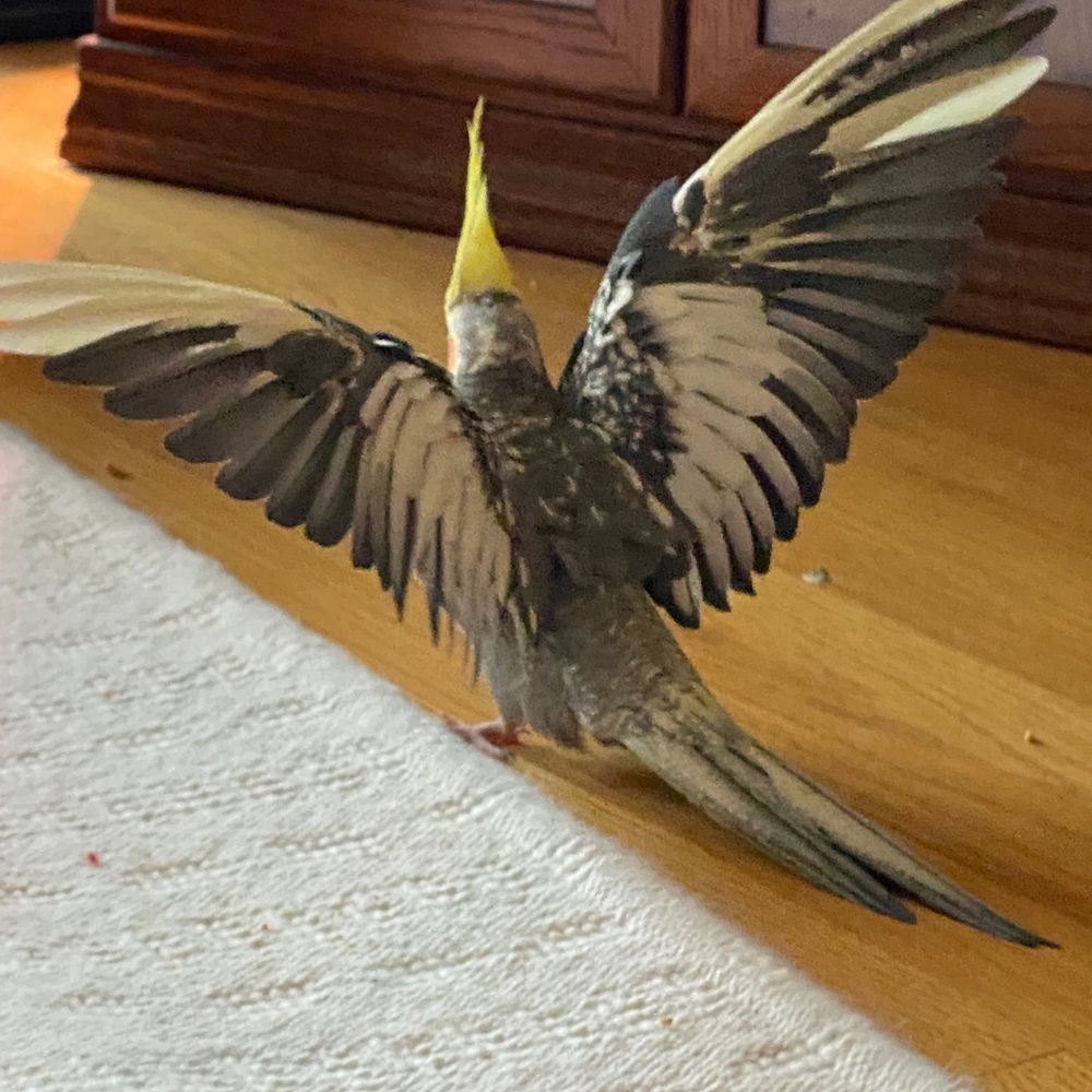 Cheep Shot