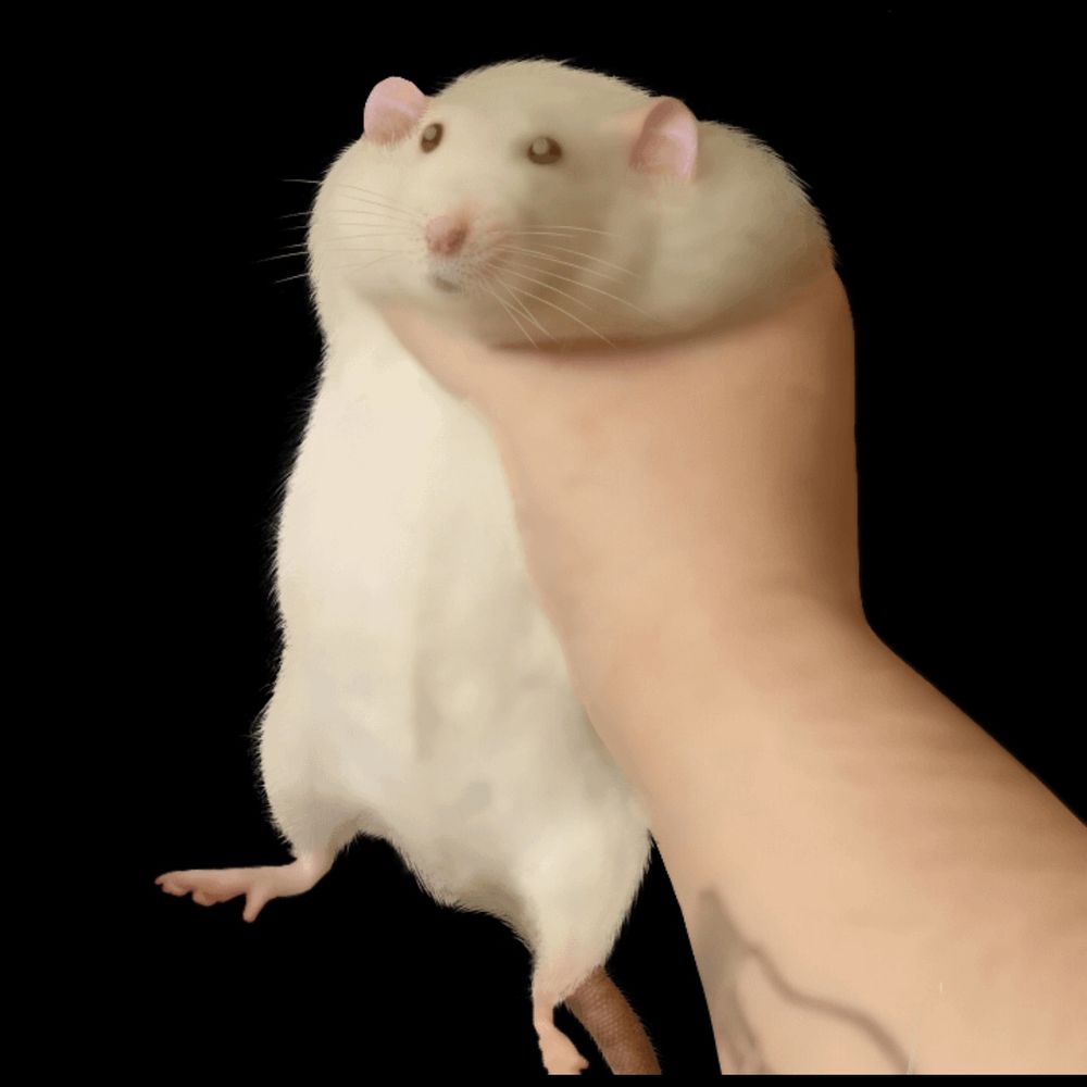 Field Rat