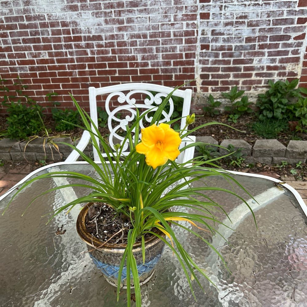 Sunshine