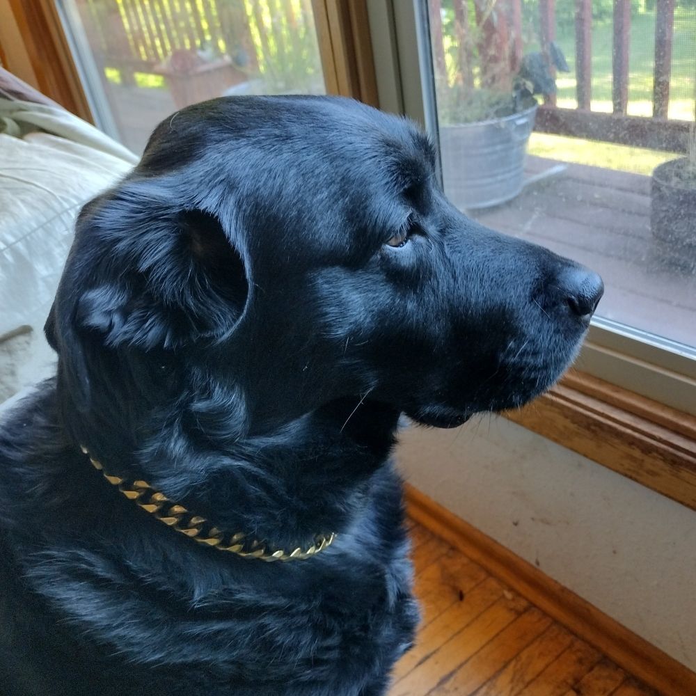 rockneknute.bsky.social profile picture