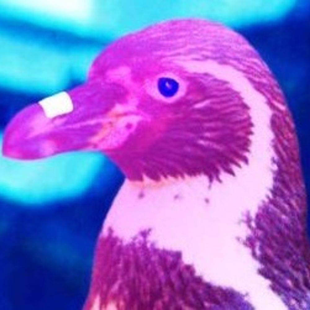 Emperor Penguin