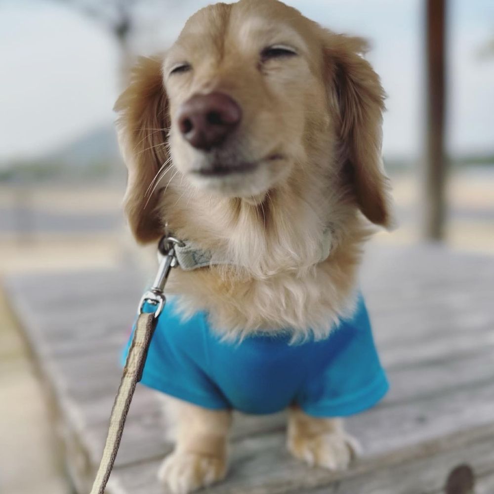 せきらら🐨ちうにちの優勝を夢見る犬