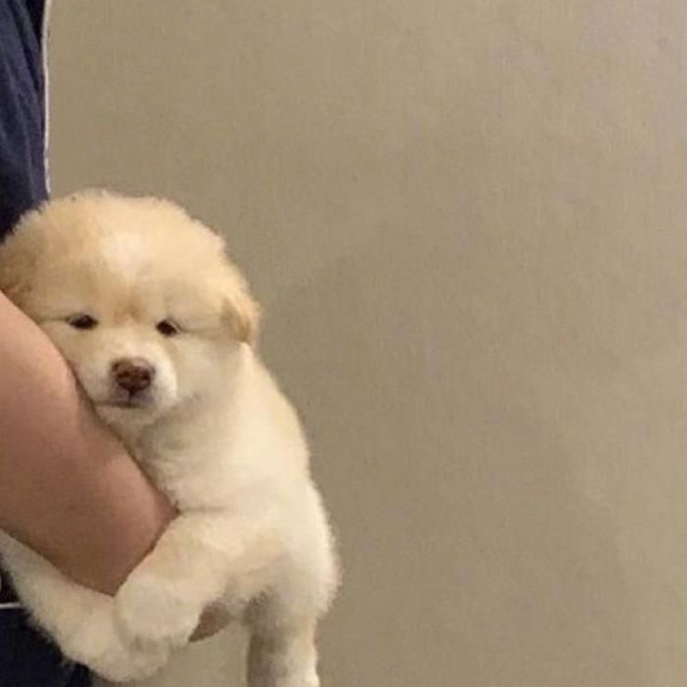 제이