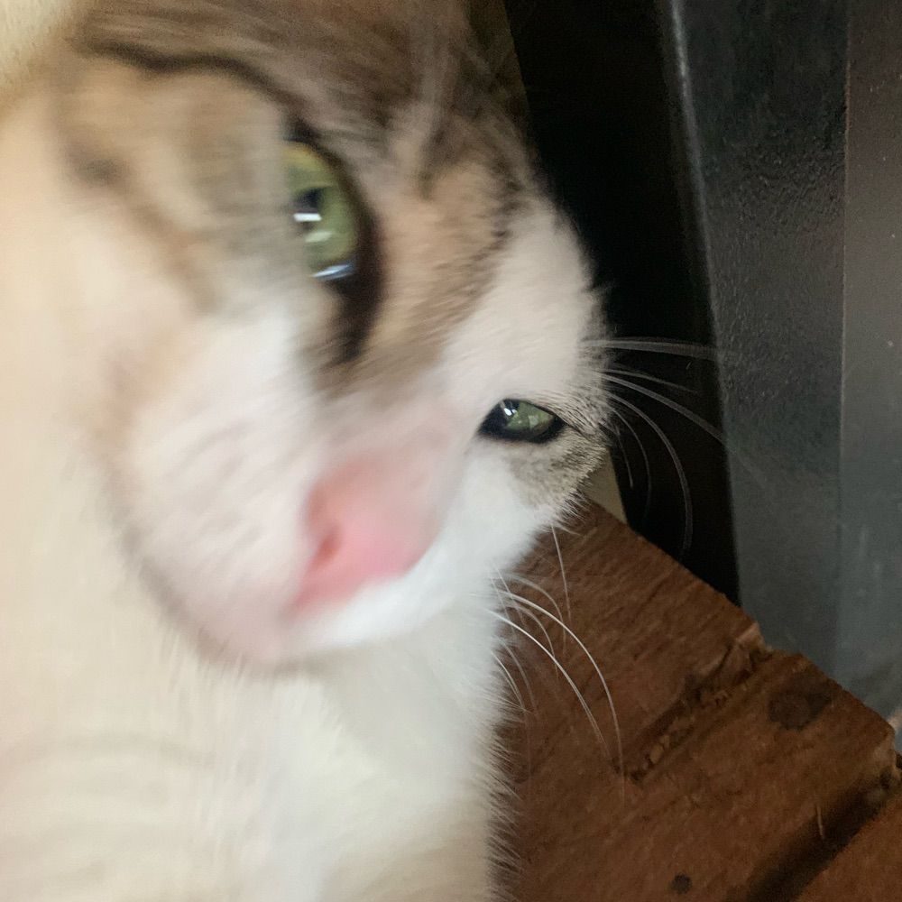 jojo 🐈‍⬛