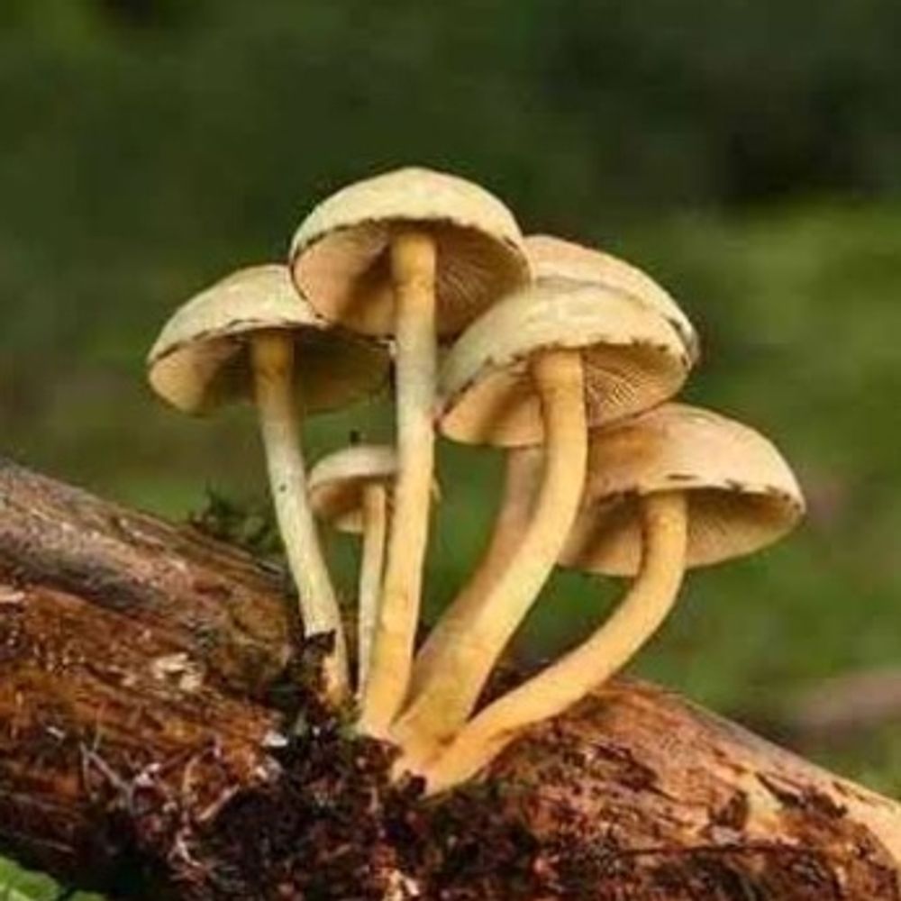 Kinoko🍄