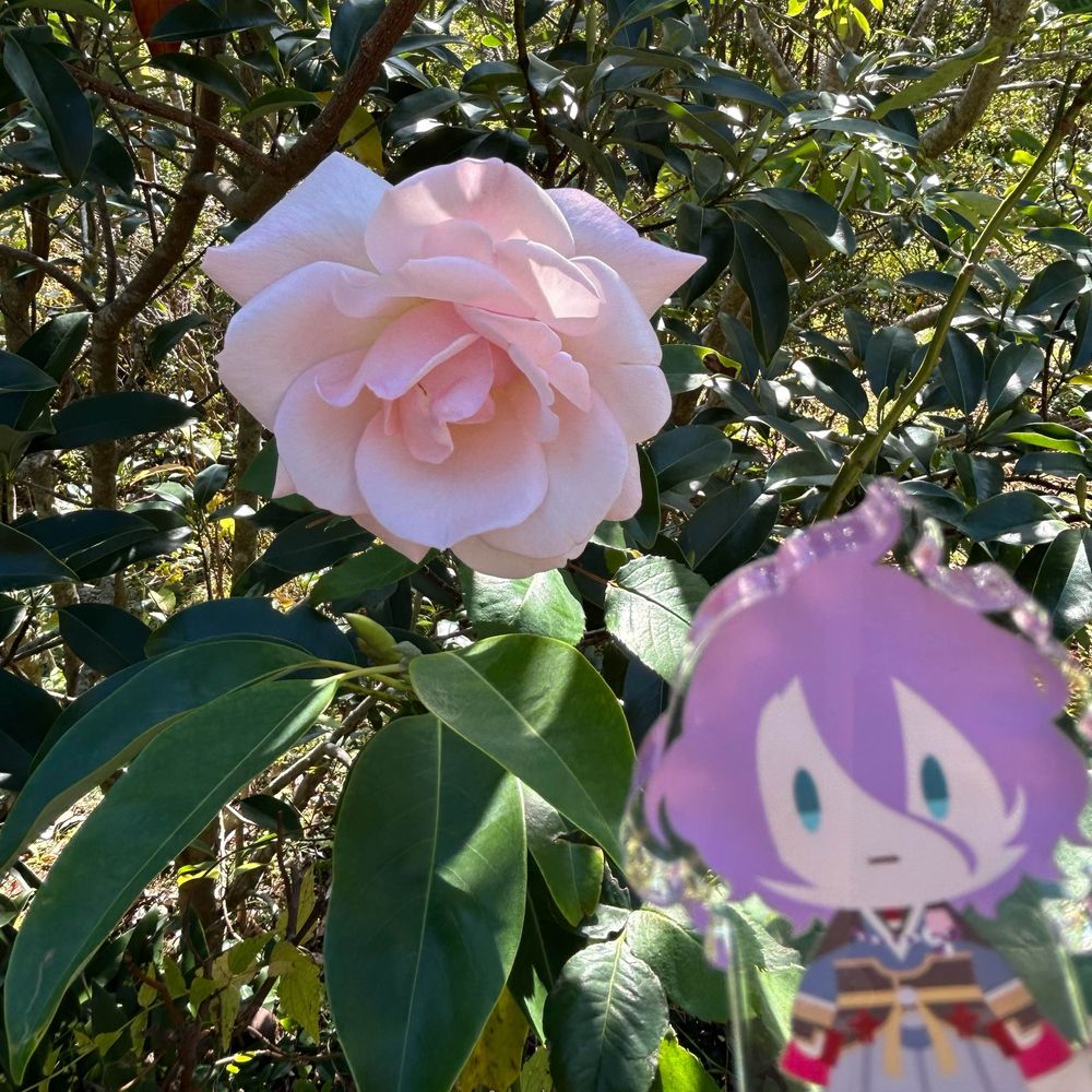 えら