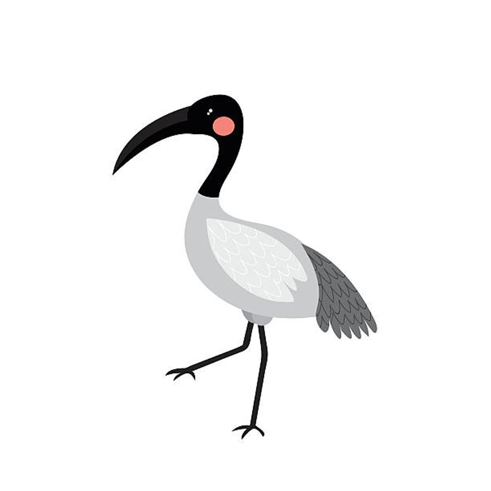 Ibis Community Media