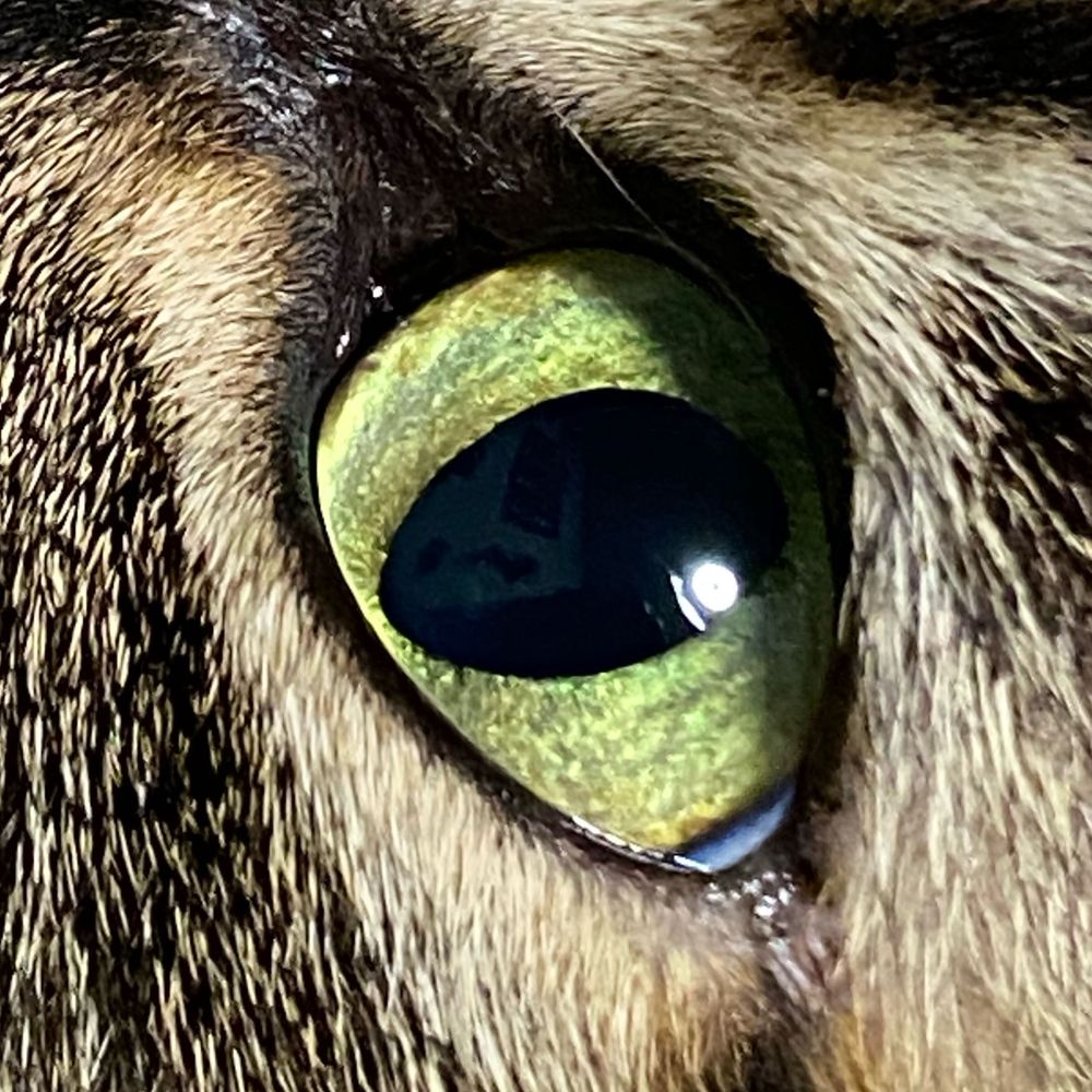 TARA