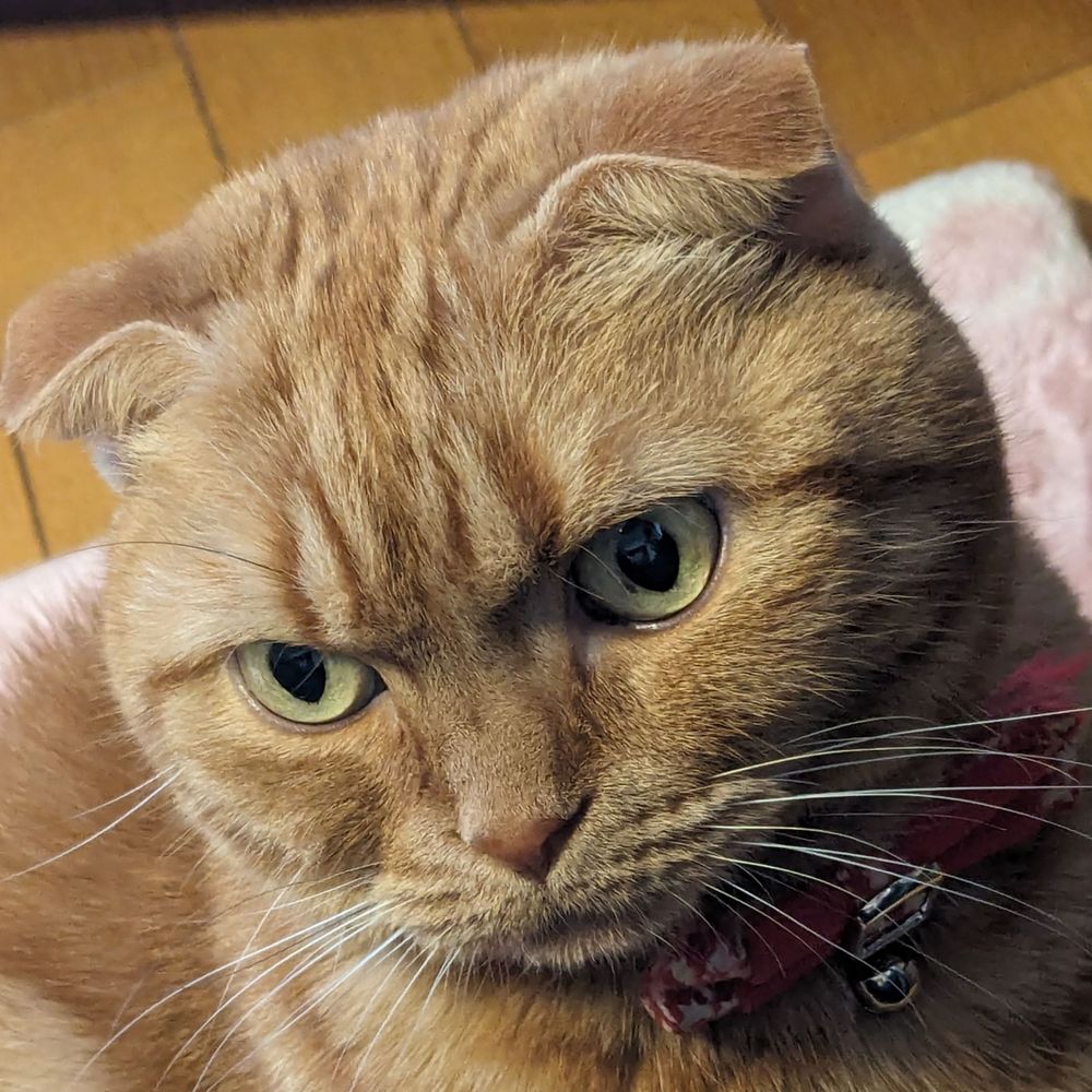 焔夜せつな