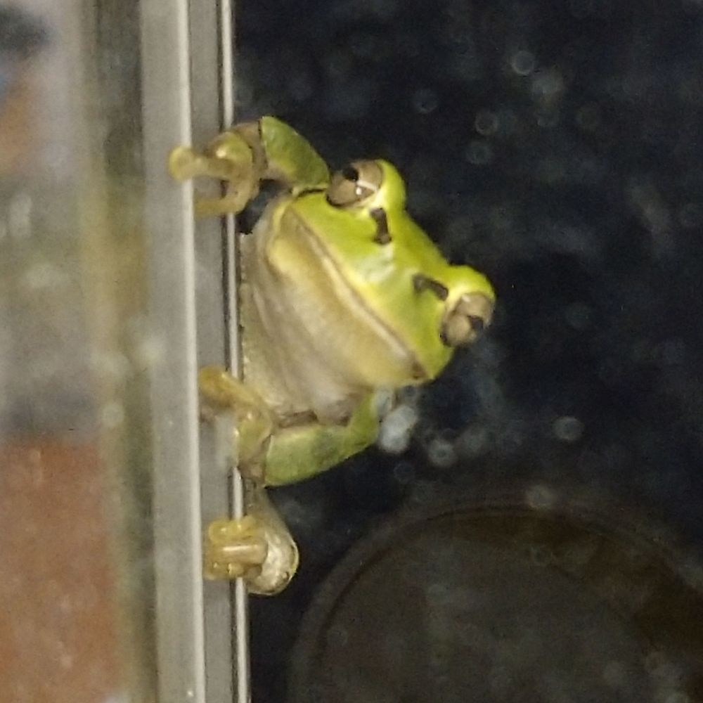 すくね