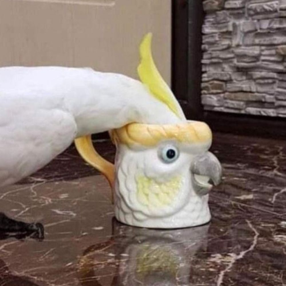 NotaParrot