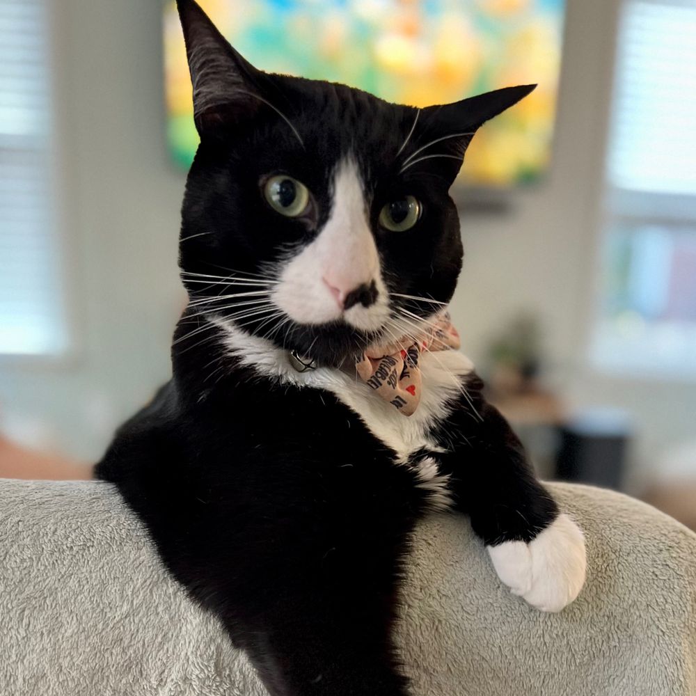 stabby.the.kitten