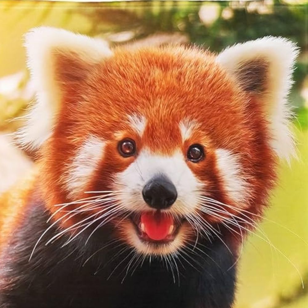 The Red Panda