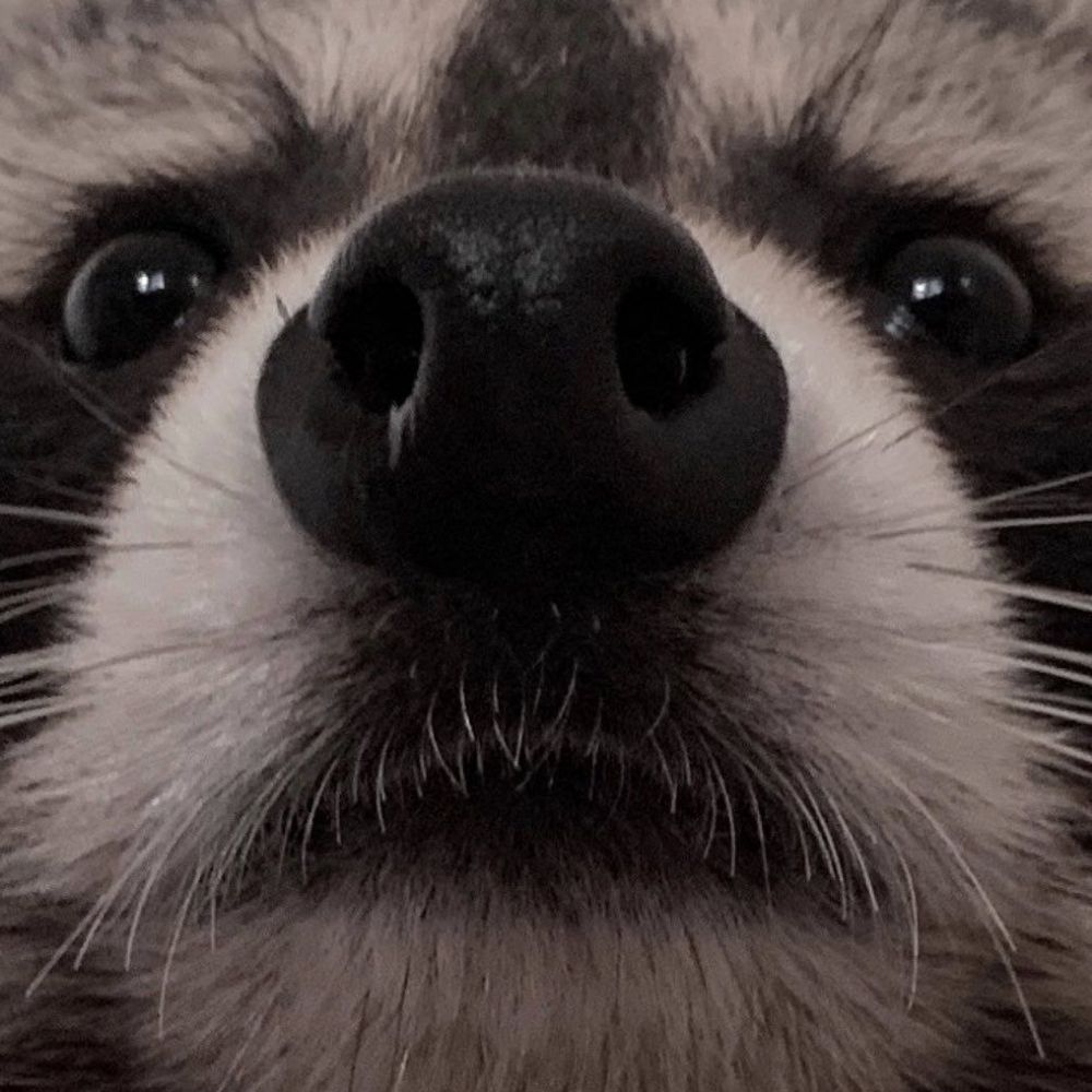 🦝 Zapold