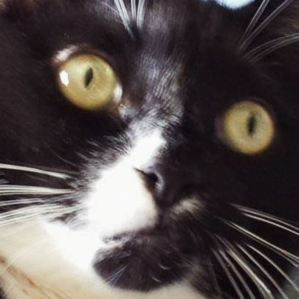 Jackie's Mom🇺🇦🐈‍⬛