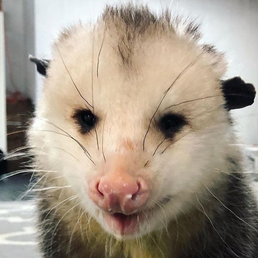 Possum_Daily 