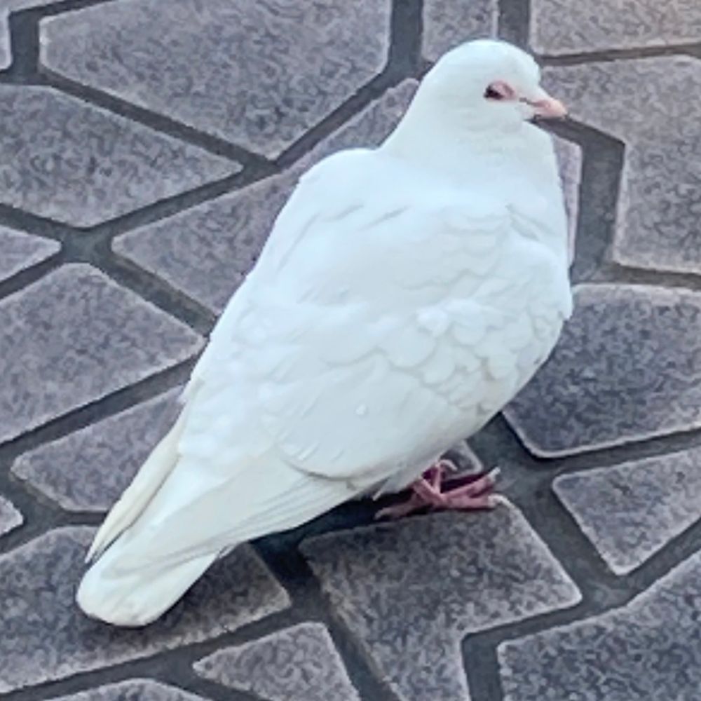 ハﾙト