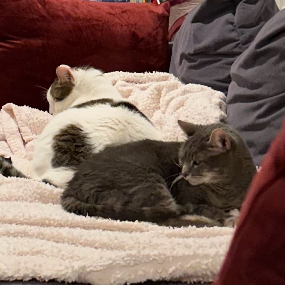Spot and Fido, Felines Extraordinaire