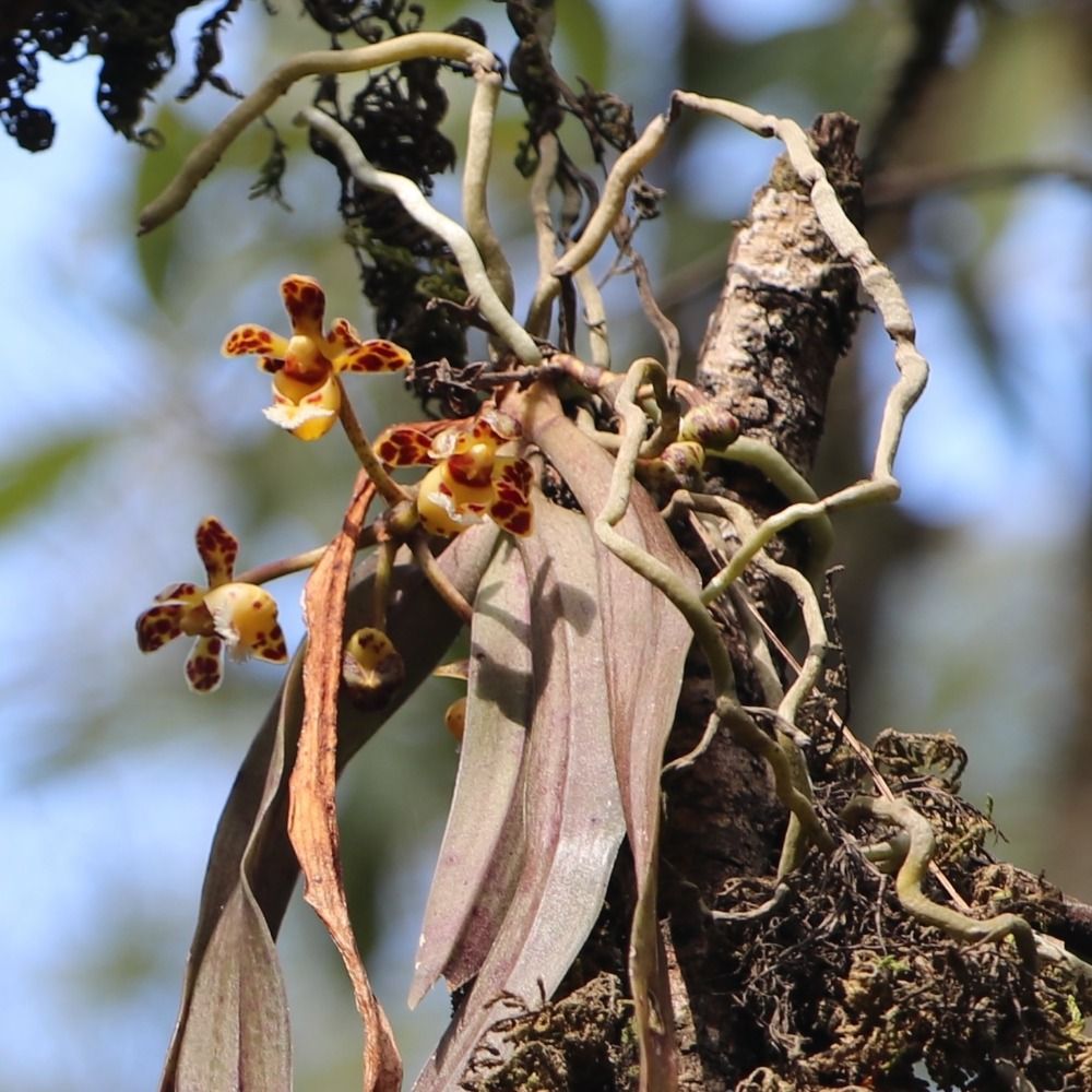 nepalorchids.bsky.social