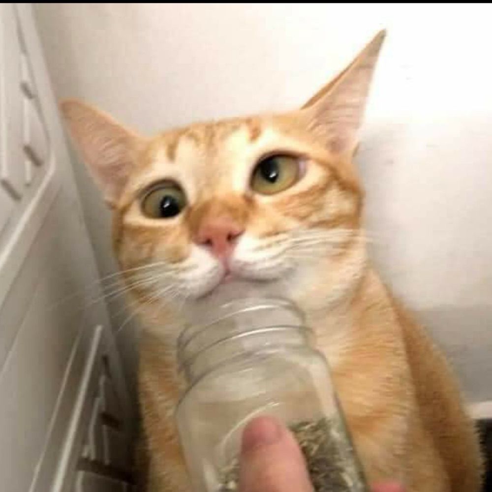 ⠀⠀⠀