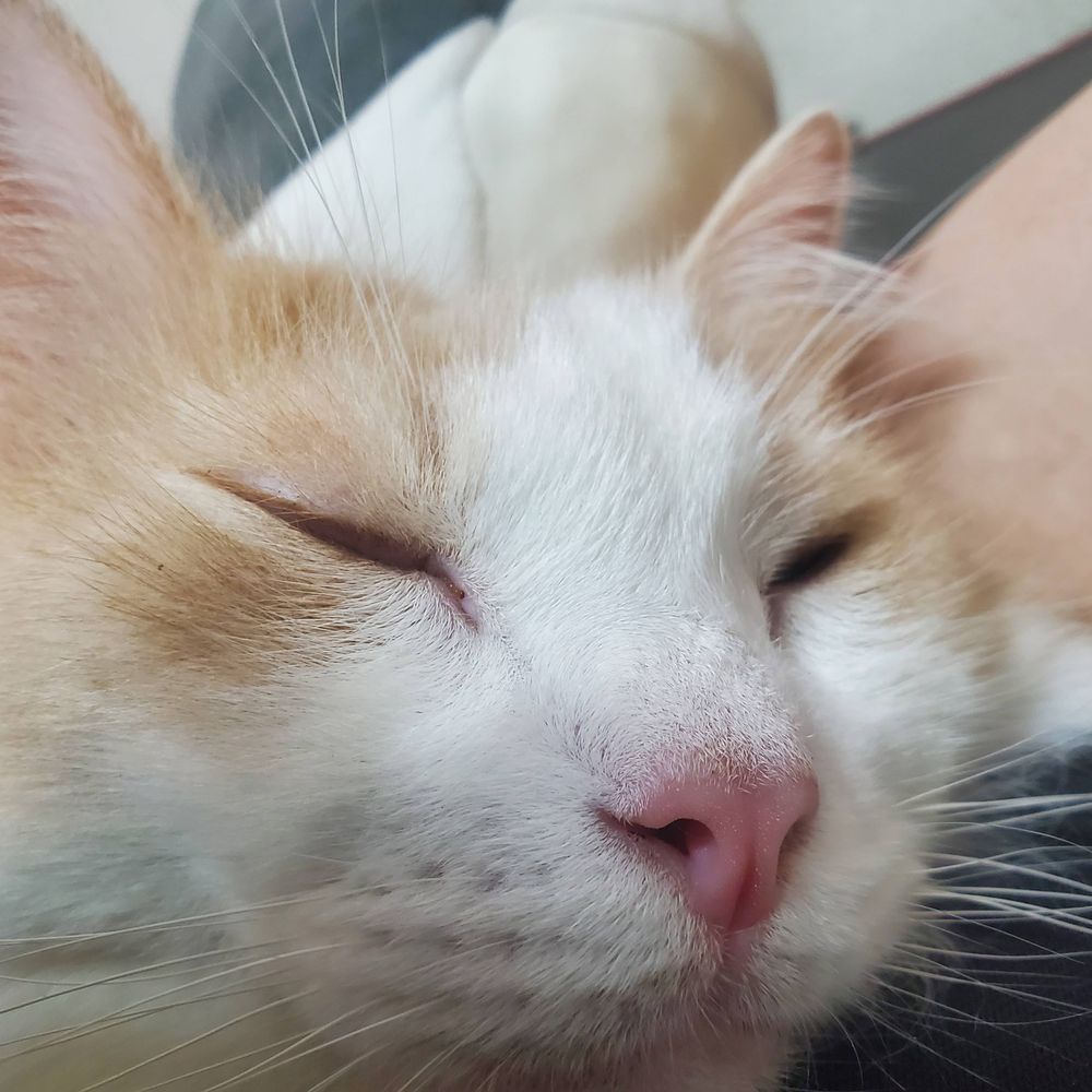 neko
