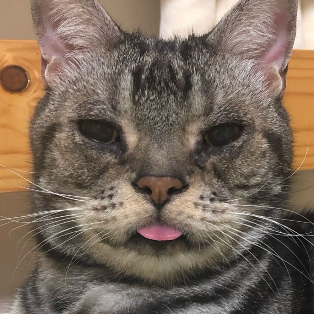 ふめ〜