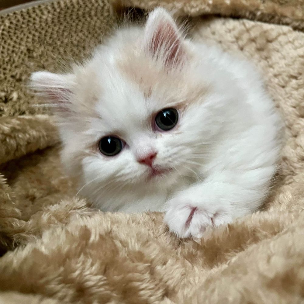 小松エメル