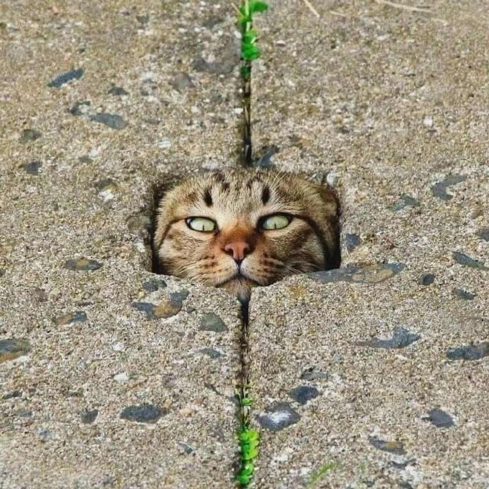 Mood