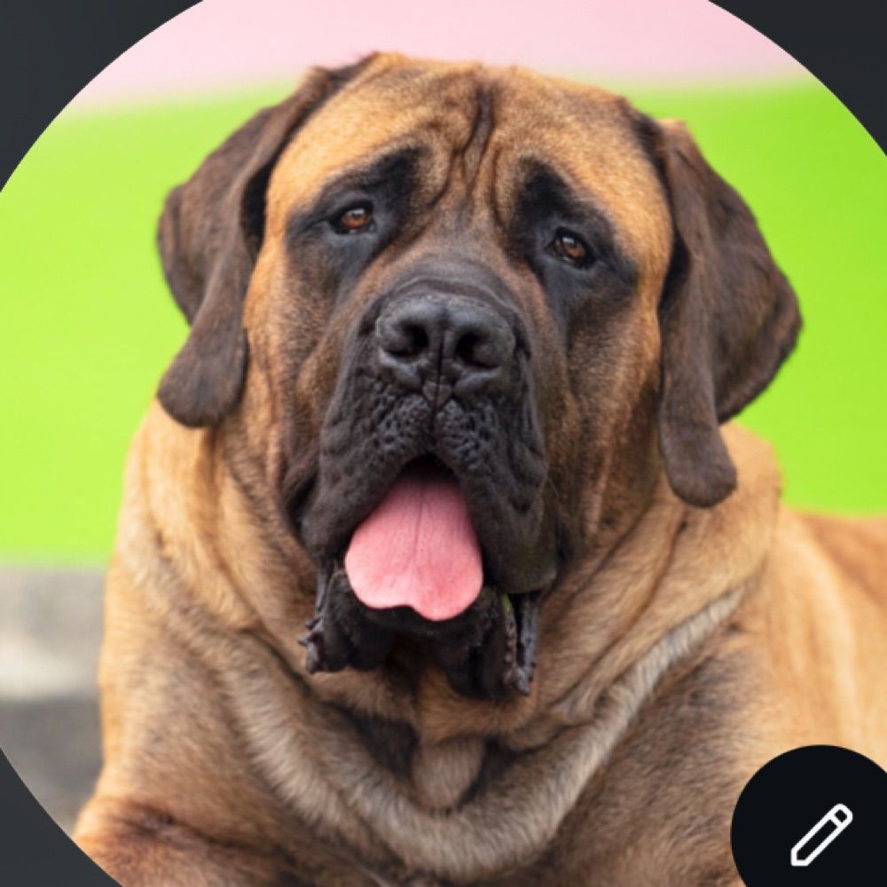 Stanley the English Mastiff