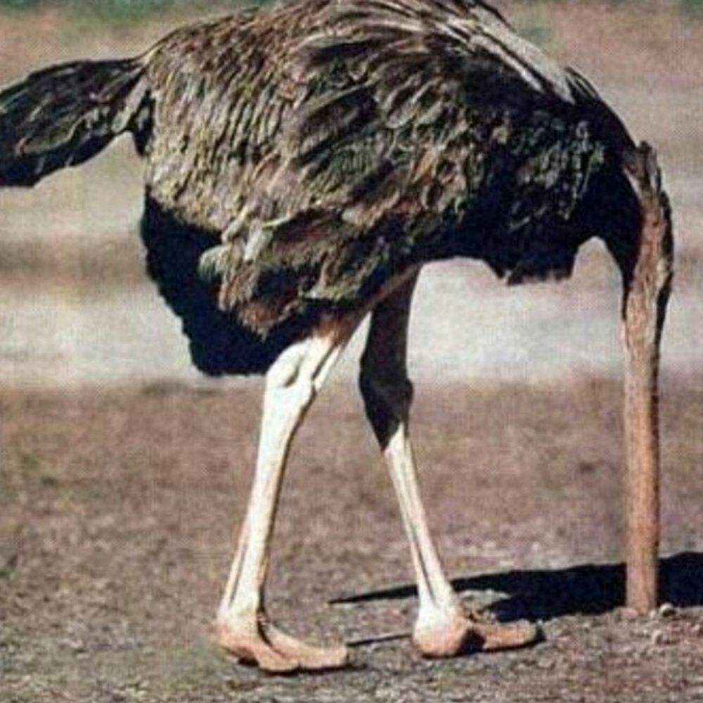 무거운 큰새