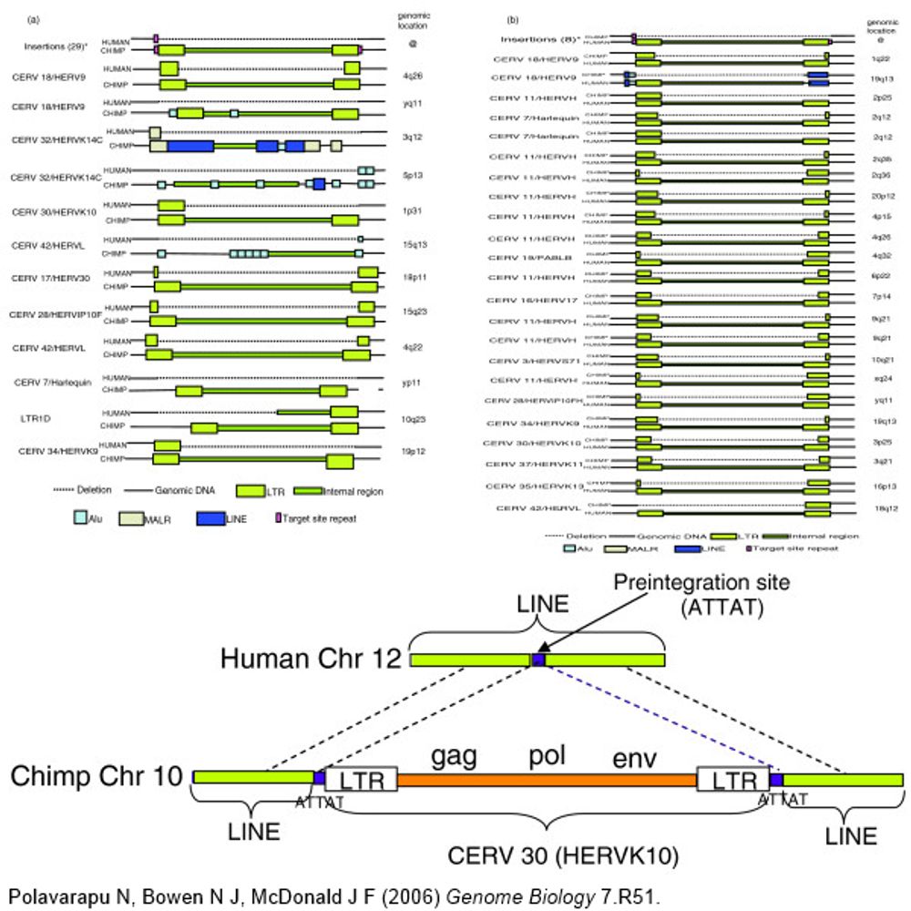 Phylogeny