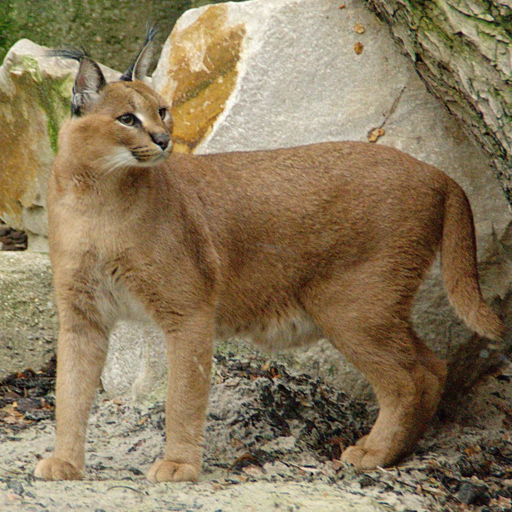 Caracal Felinae